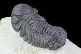 Bargain, Austerops Trilobite - Nice Eye Facets #76977-4